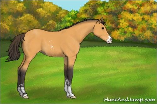 Horse Color:Buckskin Sabino 