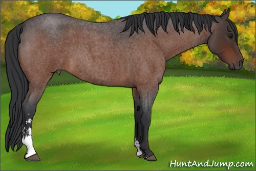Horse Color:Brown Roan Sabino 