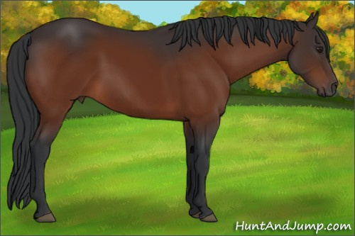 Horse Color:Brown 