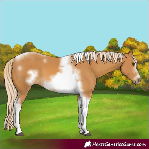 Horse Color:Palomino Sabino Tobiano Frame
