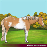 Horse Color:Palomino Sabino Tobiano Frame 