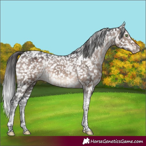 Horse Color:Brown Dun Mushroom Tobiano Appaloosa 