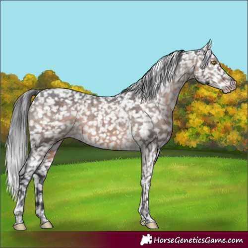 Horse Color:Brown Dun Tobiano Appaloosa Rabicano 