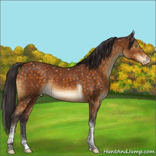 Horse Color:Buckskin Tobiano Appaloosa Rabicano 