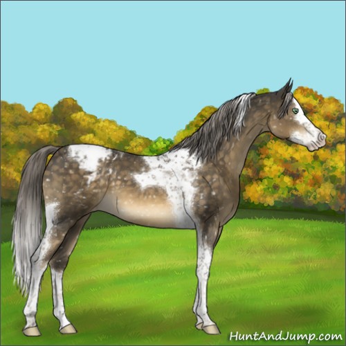 Horse Color:Chocolate Palomino Mushroom Splash Tobiano Snowcap