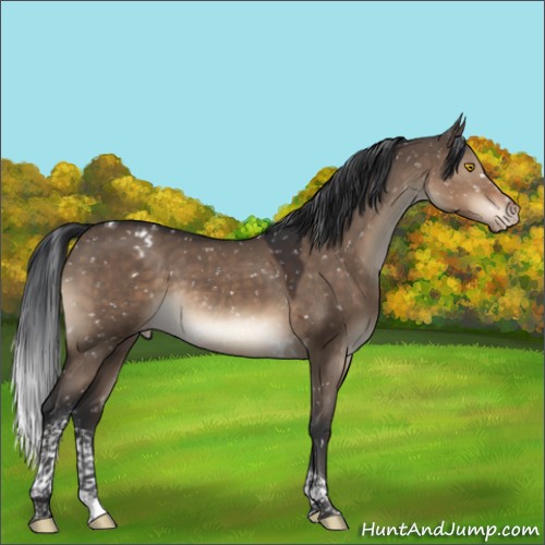 Horse Color:Brown Dun Tobiano Appaloosa Rabicano 