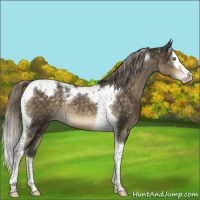 Horse Color:Chocolate Palomino Splash Tobiano Appaloosa Rabicano