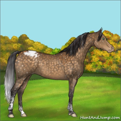 Horse Color:Buckskin Mushroom Tobiano Appaloosa Rabicano 
