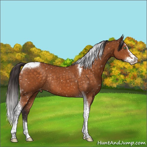 Horse Color:Buckskin Splash Tobiano Appaloosa Rabicano 