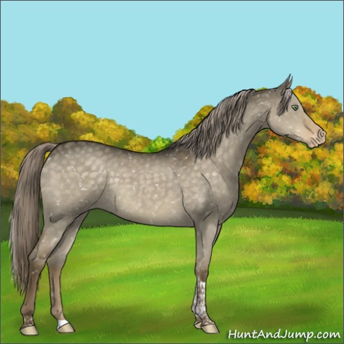 Horse Color:Chocolate Palomino Dun Tobiano Appaloosa 