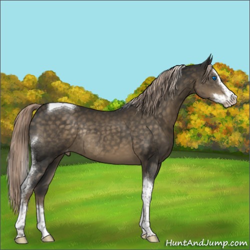 Horse Color:Chocolate Palomino Splash Tobiano Appaloosa Rabicano 