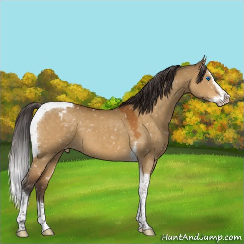 Horse Color:Buckskin Dun Splash Tobiano Appaloosa 