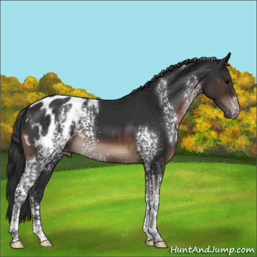 Horse Color:White Spotted Brown Tobiano Appaloosa 