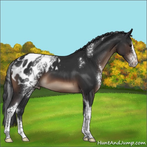 Horse Color:White Spotted Brown Splash Tobiano Appaloosa 