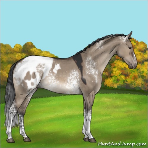 Horse Color:White Spotted Brown Dun Appaloosa 
