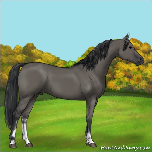 Horse Color:Grullo Sabino 