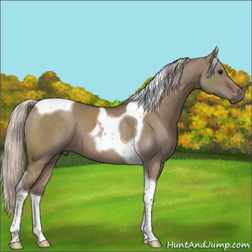 Horse Color:Silver Grullo Tobiano 