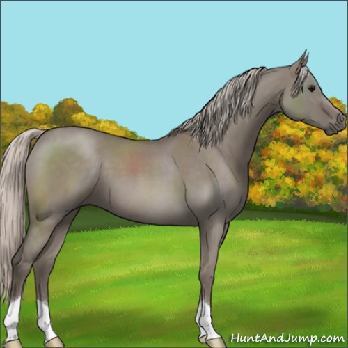 Horse Color:Silver Grullo Roan 