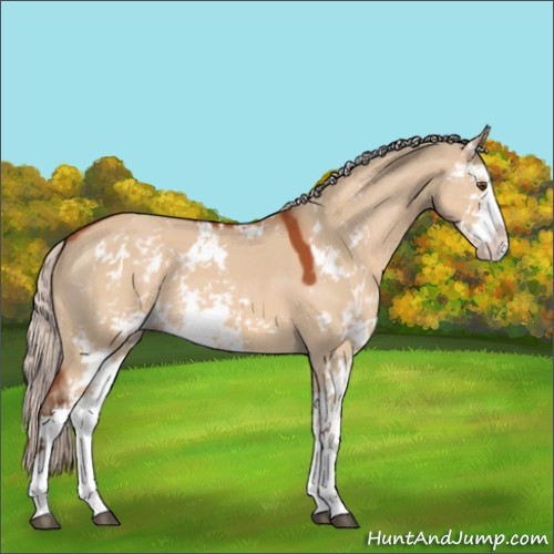 Horse Color:Silver Bay Dun Sabino 