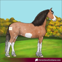Horse Color:Bay Splash Frame