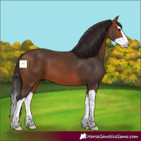 Horse Color:Bay Splash 