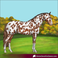 Horse Color:Chestnut Near Leopard 