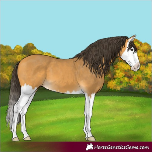 Horse Color:Buckskin Splash 
