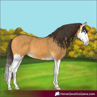 Horse Color:Buckskin Splash 