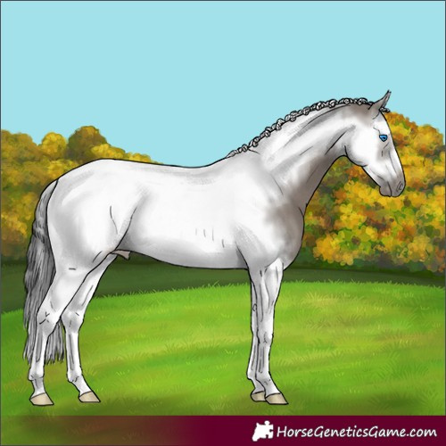 Horse Color:Grullo Splash Tobiano Frame 