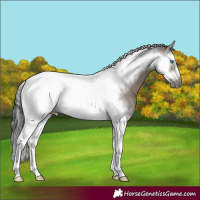 Horse Color:Grullo Splash Tobiano Frame 