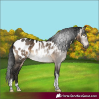 Horse Color:Gray Brown Dun Tobiano Appaloosa Rabicano
