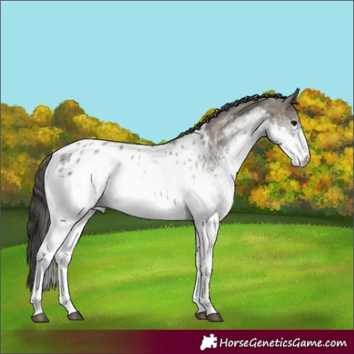 Horse Color:White Spotted Grullo Near Leopard