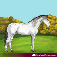 Horse Color:White Spotted Grullo Near Leopard 