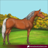 Horse Color:Silver Bay 