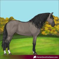 Horse Color:Grullo 