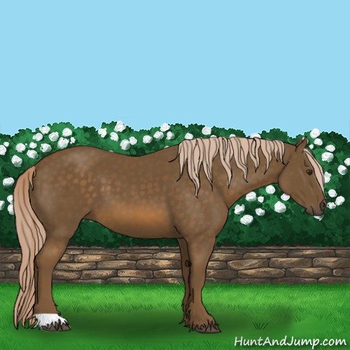 Horse Color:Chocolate Palomino 