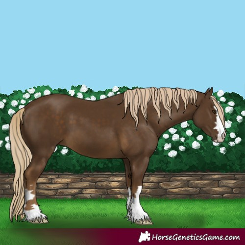 Horse Color:Chocolate Palomino 