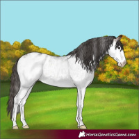 Horse Color:White Spotted Bay Appaloosa 