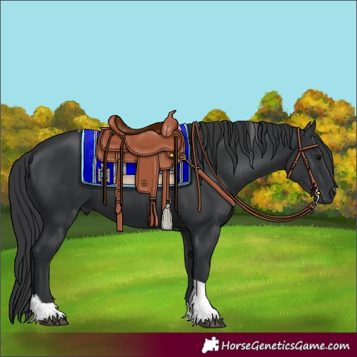Horse Color:Black Tobiano