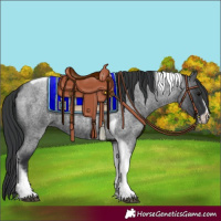 Horse Color:Blue Roan Tobiano Frame 