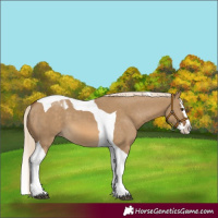 Horse Color:Chocolate Palomino Dun Splash Tobiano 