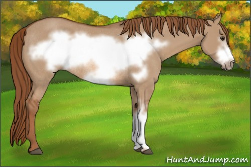 Horse Color:Red Dun Frame Rabicano 