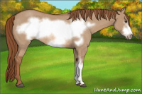 Horse Color:Red Dun Frame Rabicano