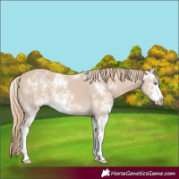 Horse Color:Smoky Creme Sabino 