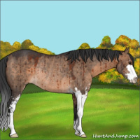 Horse Color:Brown Dun Sabino Rabicano Brindle