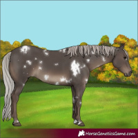 Horse Color:White Spotted Silver Black 
