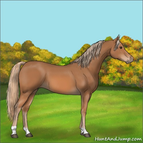 Horse Color:Chestnut 
