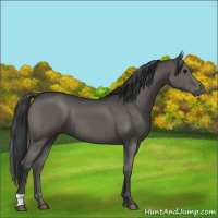 Horse Color:Black 