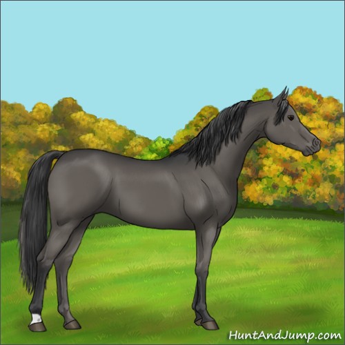 Horse Color:Black 