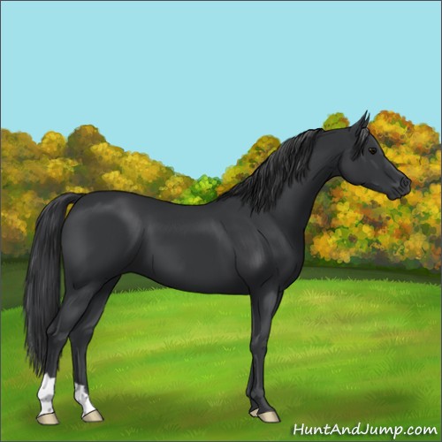 Horse Color:Black 